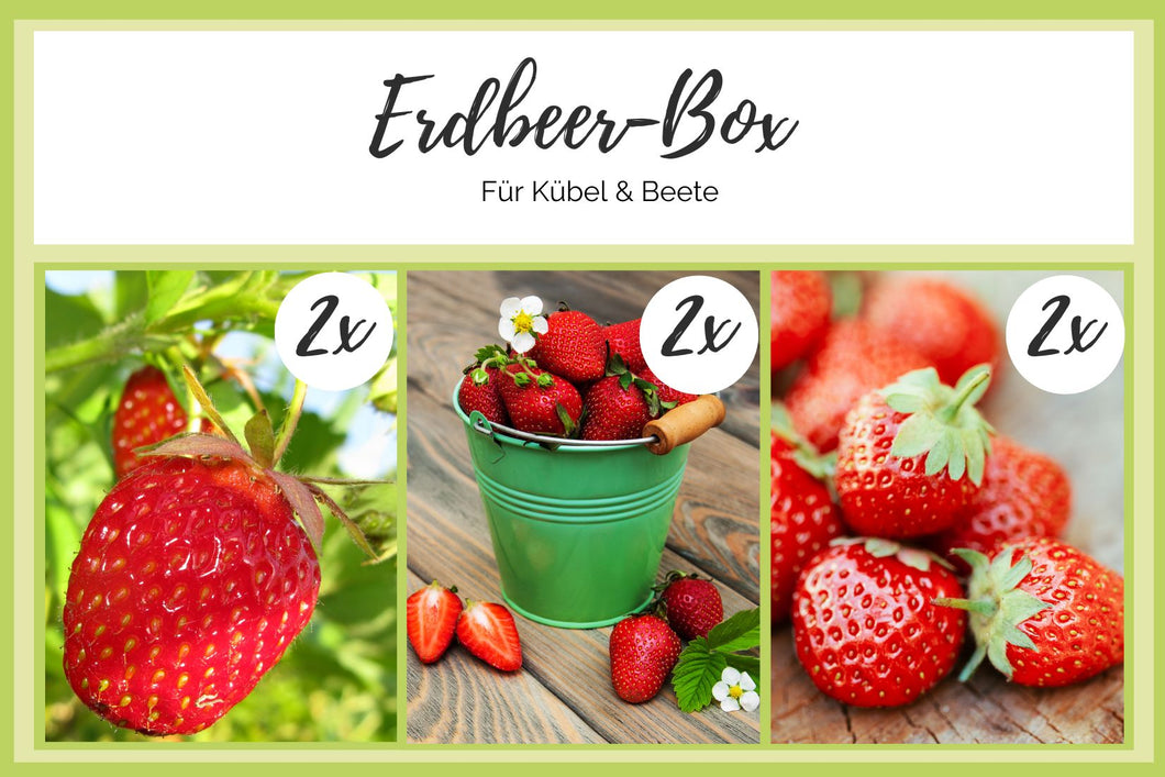 Erdbeer-Box