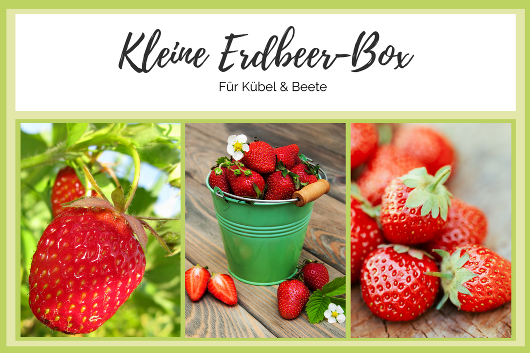 Kleine Erdbeer-Box