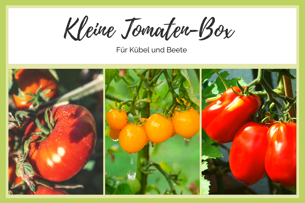 Kleine Tomaten-Box